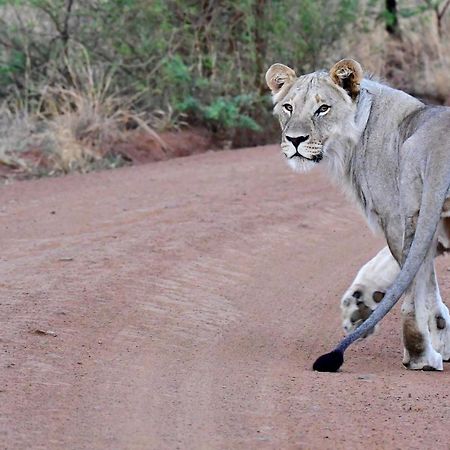Tented Adventures Pilanesberg Zewnętrze zdjęcie