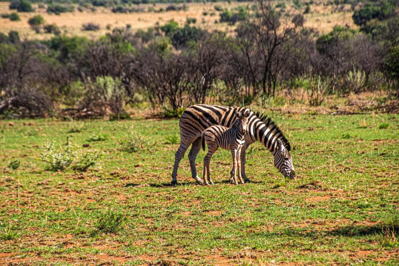 Tented Adventures Pilanesberg Zewnętrze zdjęcie