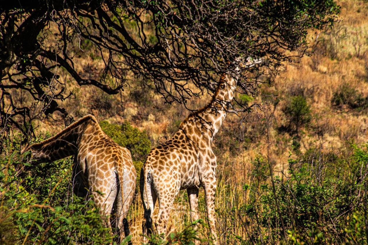 Tented Adventures Pilanesberg Zewnętrze zdjęcie