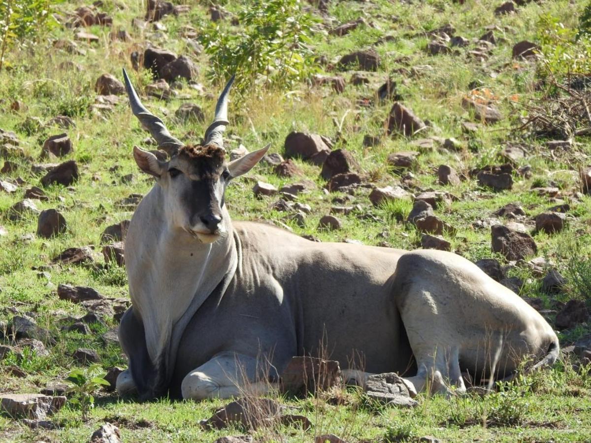 Tented Adventures Pilanesberg Zewnętrze zdjęcie