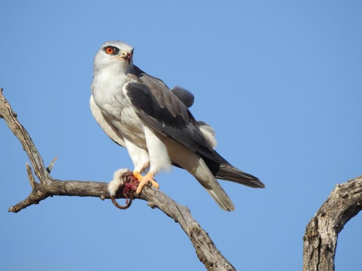 Tented Adventures Pilanesberg Zewnętrze zdjęcie