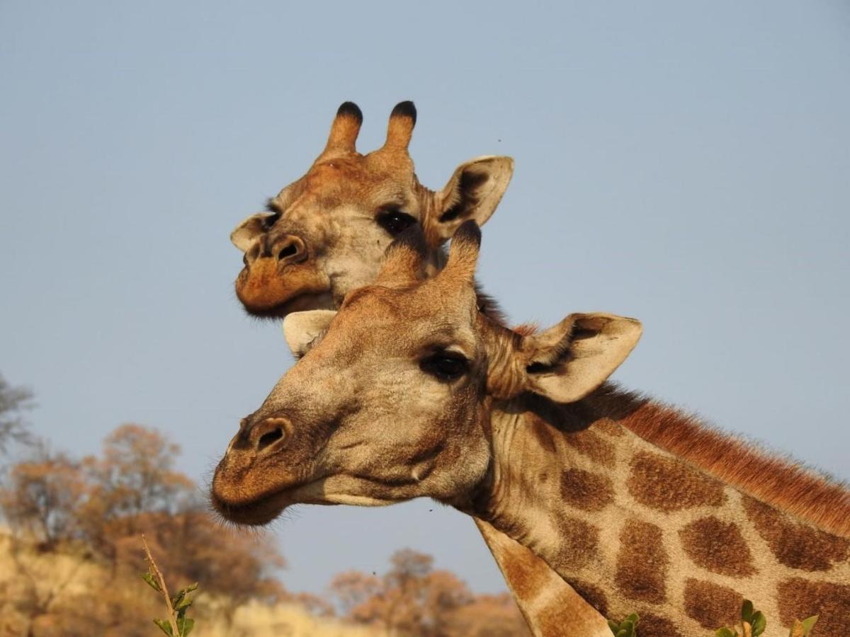 Tented Adventures Pilanesberg Zewnętrze zdjęcie