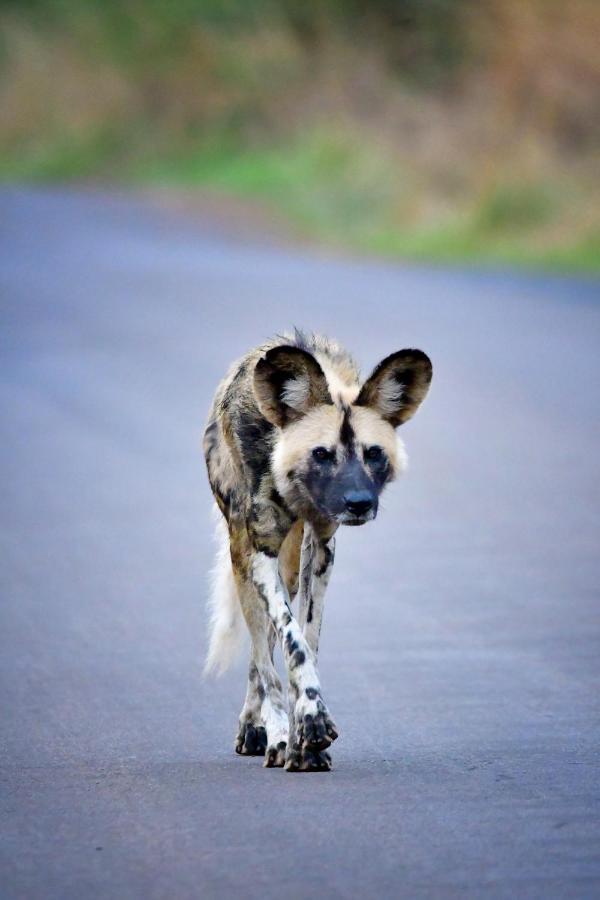 Tented Adventures Pilanesberg Zewnętrze zdjęcie