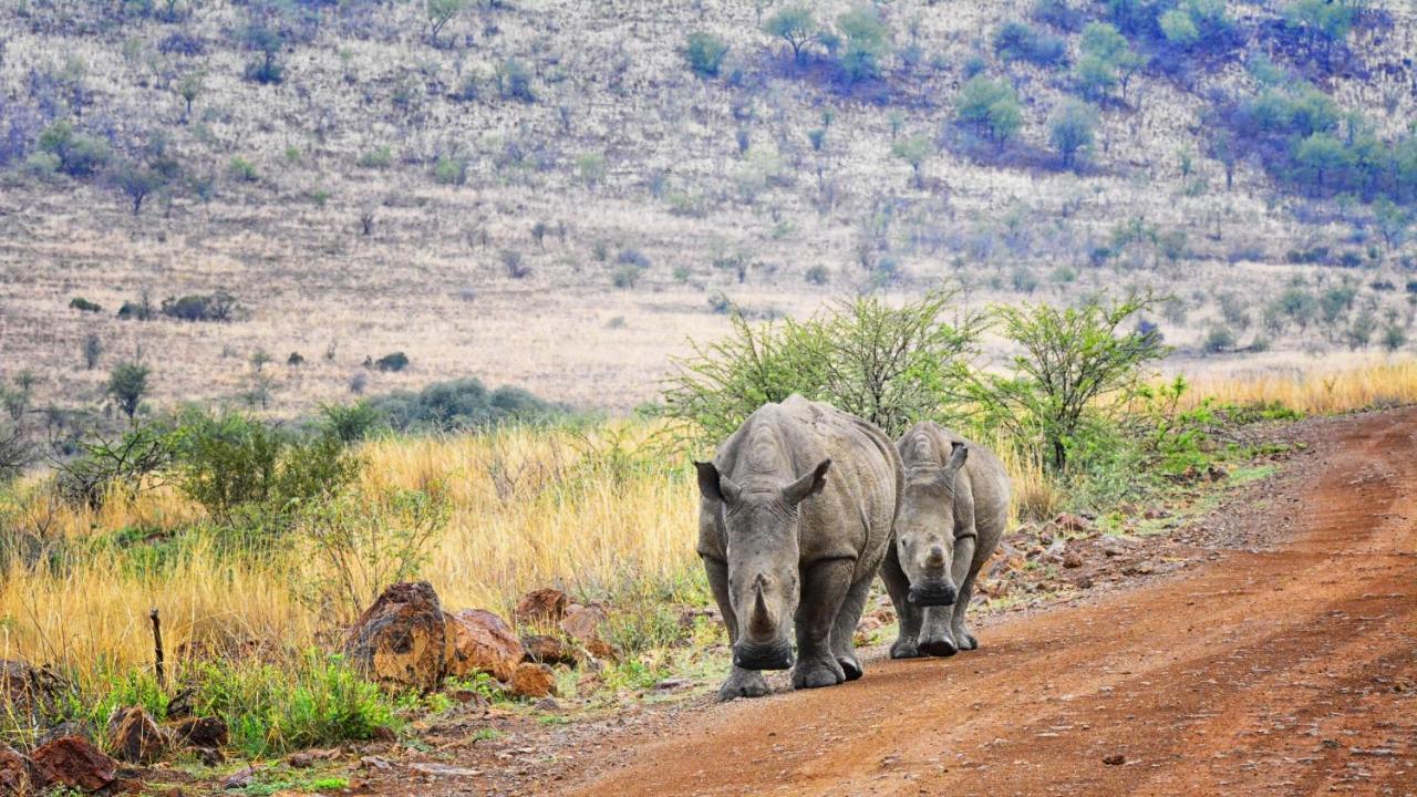 Tented Adventures Pilanesberg Zewnętrze zdjęcie