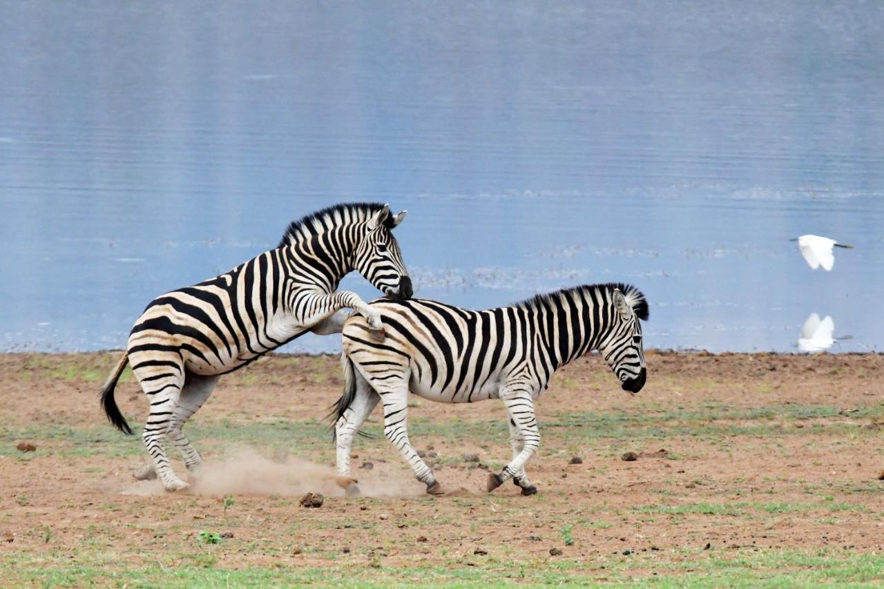 Tented Adventures Pilanesberg Zewnętrze zdjęcie