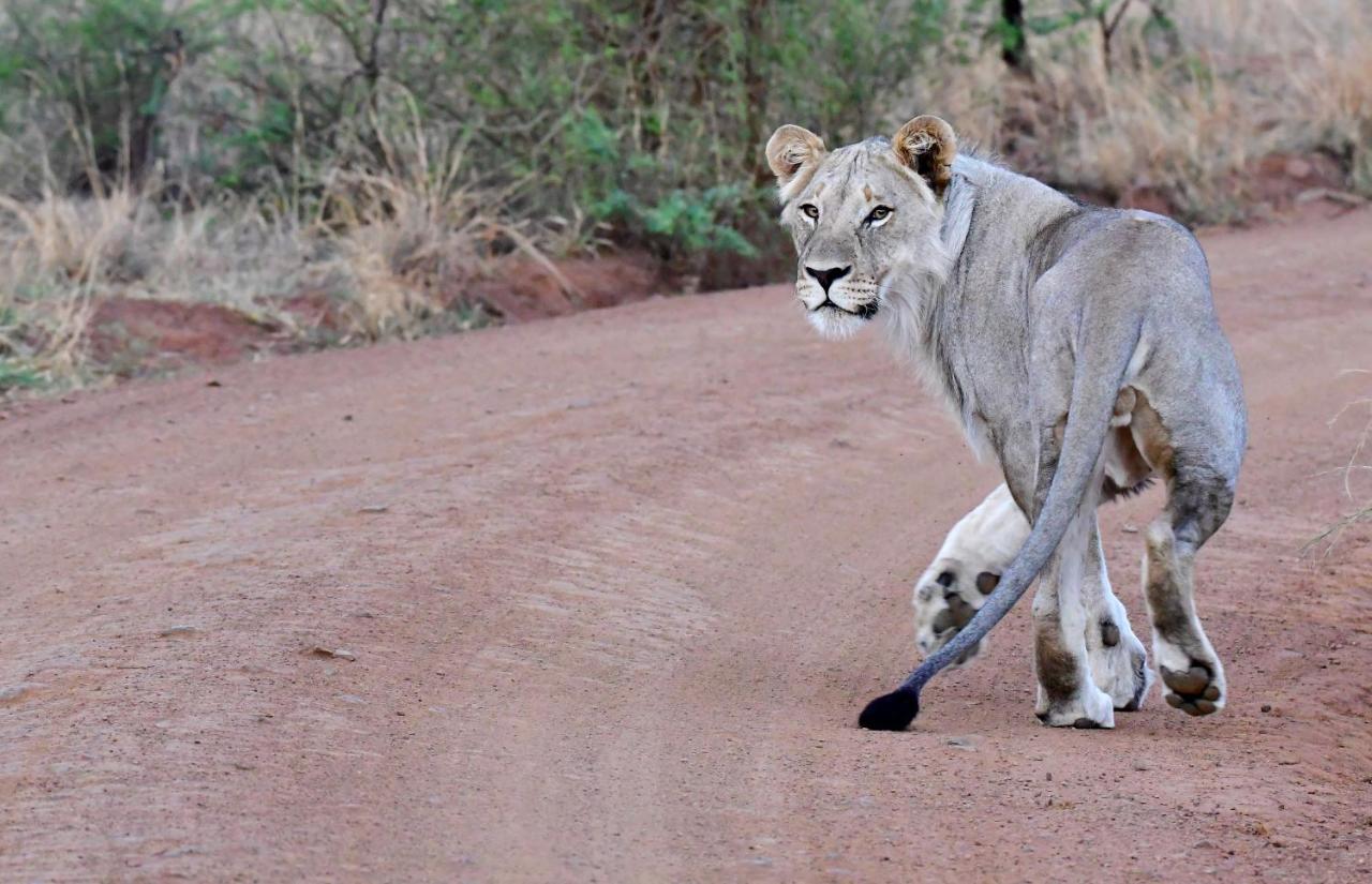 Tented Adventures Pilanesberg Zewnętrze zdjęcie